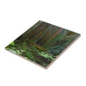 kustmammoetbomen in Muir Bossen National Park Tegeltje (Zijkant)