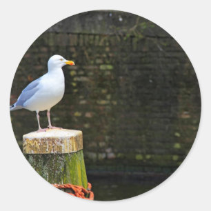 Kustmeeuw vogel en oceaan natuurfoto ronde sticker