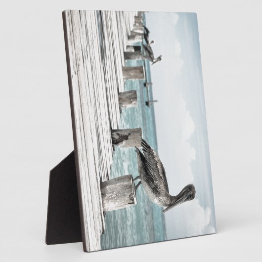 Kustoceaan Pelikaan Fotoplaat (Zijkant)