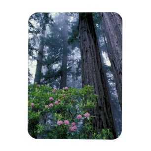 Kustredwoods en Rododendrons Magneet