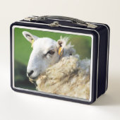 KUSTSCHAPEN (Voorkant)