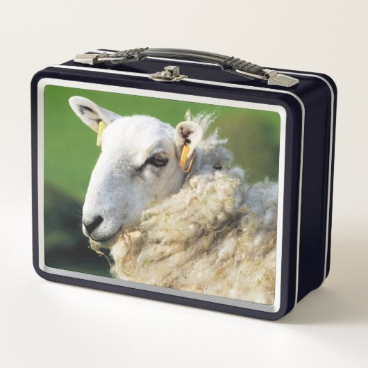 KUSTSCHAPEN (Voorkant)