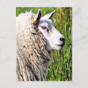 KUSTSCHAPEN BRIEFKAART