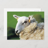 KUSTSCHAPEN BRIEFKAART (Voorkant / Achterkant)