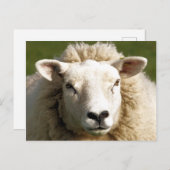 KUSTSCHAPEN BRIEFKAART (Voorkant / Achterkant)