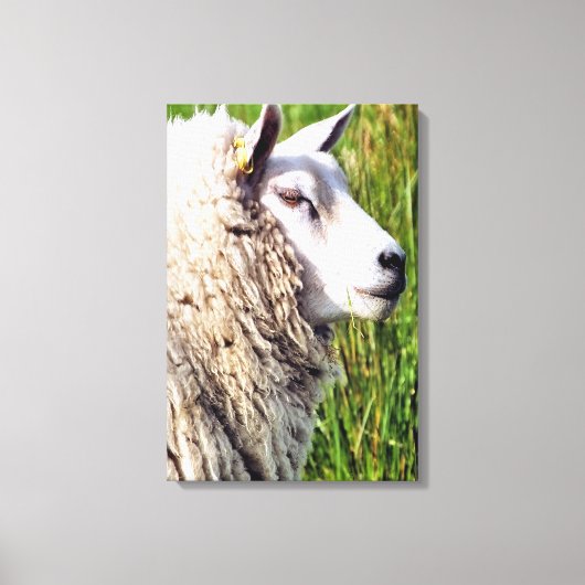 KUSTSCHAPEN CANVAS AFDRUK (Voorkant)