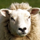 KUSTSCHAPEN DEURMAT