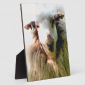 KUSTSCHAPEN FOTOPLAAT (Zijkant)