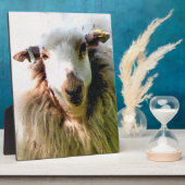 KUSTSCHAPEN FOTOPLAAT (Zijkant)