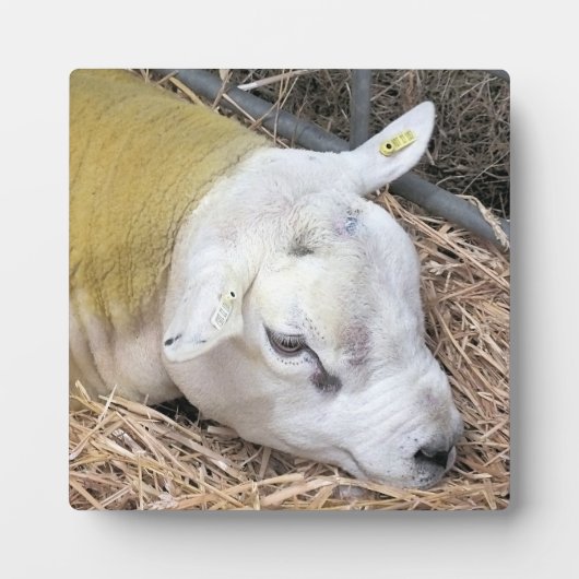 KUSTSCHAPEN FOTOPLAAT (Voorkant)