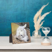 KUSTSCHAPEN FOTOPLAAT (Insitu)