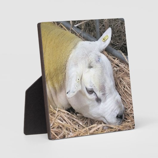 KUSTSCHAPEN FOTOPLAAT (Voorkant)