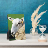 KUSTSCHAPEN FOTOPLAAT (Zijkant)