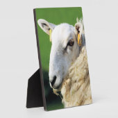 KUSTSCHAPEN FOTOPLAAT (Zijkant)