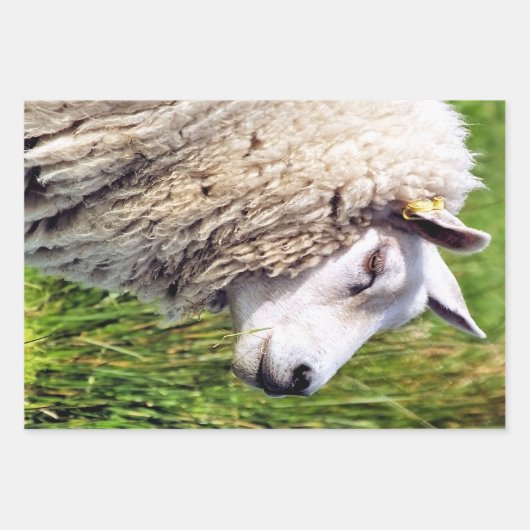 KUSTSCHAPEN INPAKPAPIER VEL (Voorkant 3)