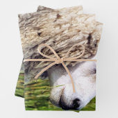 KUSTSCHAPEN INPAKPAPIER VEL (In situ)