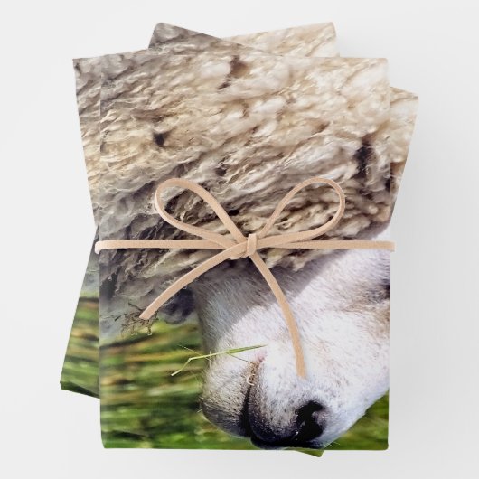 KUSTSCHAPEN INPAKPAPIER VEL (In situ)