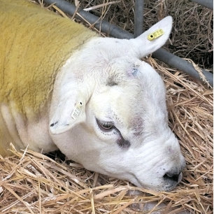 KUSTSCHAPEN INPAKPAPIER VEL