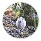 KUSTSCHAPEN KERAMISCHE KNOP (Voorkant)