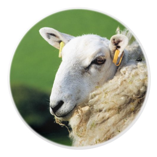 KUSTSCHAPEN KERAMISCHE KNOP (Voorkant)