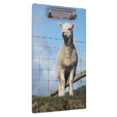 KUSTSCHAPEN KLEMBORD (Rechts)