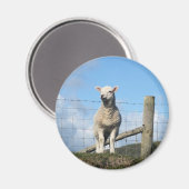 KUSTSCHAPEN MAGNEET (Voorkant / Achterkant)