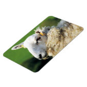 KUSTSCHAPEN MAGNEET (Linkerzijde)