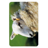 KUSTSCHAPEN MAGNEET (Verticaal)