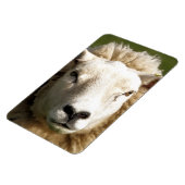 KUSTSCHAPEN MAGNEET (Linkerzijde)