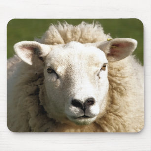 KUSTSCHAPEN MUISMAT