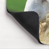 KUSTSCHAPEN MUISMAT (Hoek)