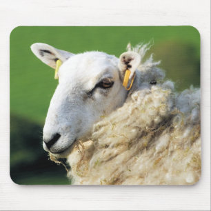 KUSTSCHAPEN MUISMAT