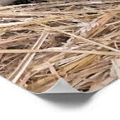 KUSTSCHAPEN POSTER (Hoek)