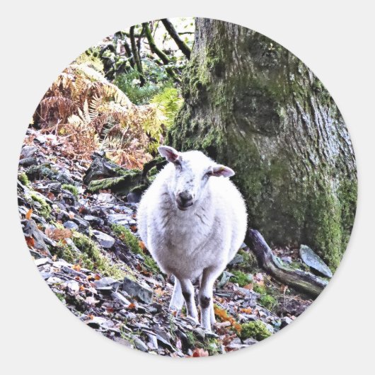 KUSTSCHAPEN RONDE STICKER (Voorkant)