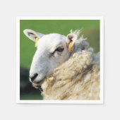 KUSTSCHAPEN SERVET (Voorkant)