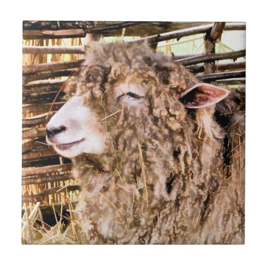 KUSTSCHAPEN TEGELTJE (Voorkant)