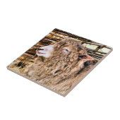 KUSTSCHAPEN TEGELTJE (Zijkant)