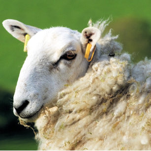 KUSTSCHAPEN TEGELTJE