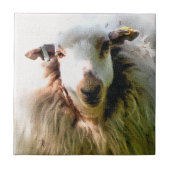 KUSTSCHAPEN TEGELTJE (Voorkant)