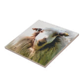 KUSTSCHAPEN TEGELTJE (Zijkant)