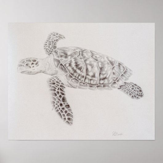 Kustschildpad voor Zee Poster (Voorkant)