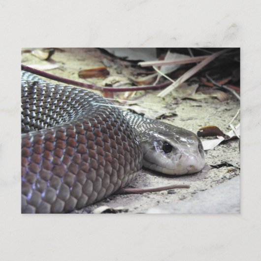 KustTaipan Briefkaart (Voorkant)