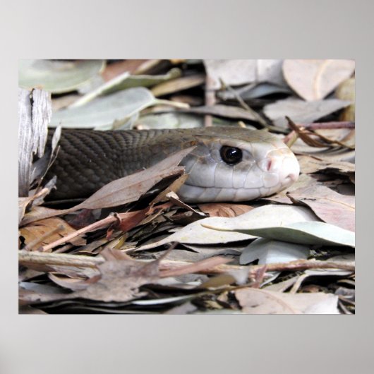 KustTaipan Poster (Voorkant)