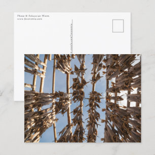 Kustvis Lofoten Eilanden Noorwegen Briefkaart