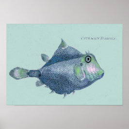 Kustvis - tropische vis poster