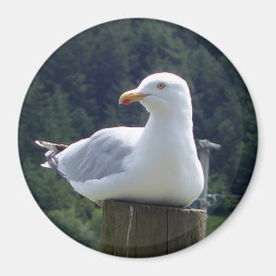 Kustvogel Rustende Meeuw Kunstwerk Cirkel Foto Magneet