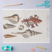 kustzeeschelp-waterverf tissuepapier (Craft)