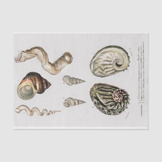 kustzeeschelp-waterverven tissuepapier (Voorkant)