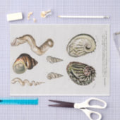 kustzeeschelp-waterverven tissuepapier (Craft)