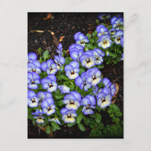 Kute als Button Briefkaart